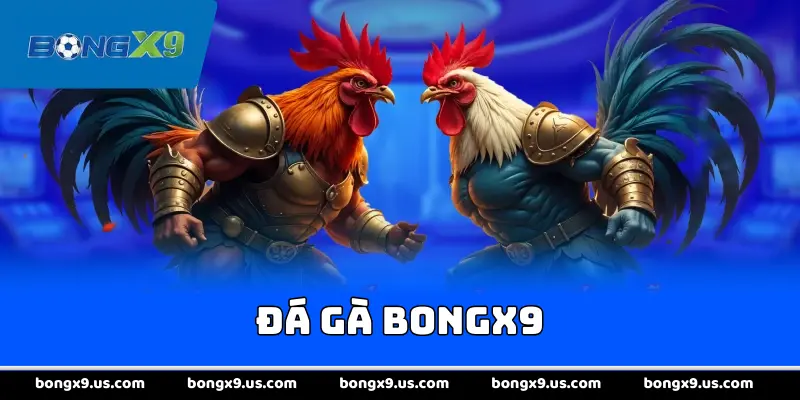 Đá gà bongx9