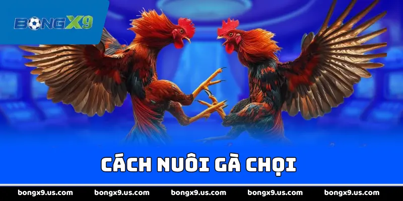 Cách Nuôi Gà Chọi