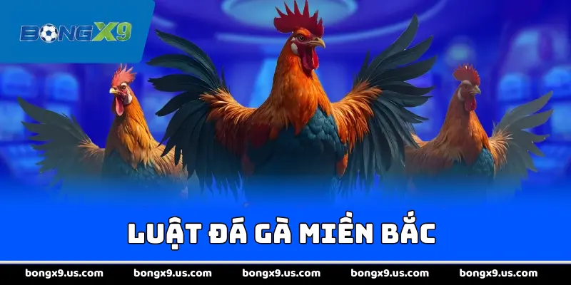 Luật Đá Gà Miền Bắc